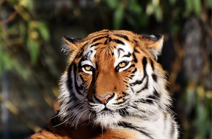 daytona eye of tiger