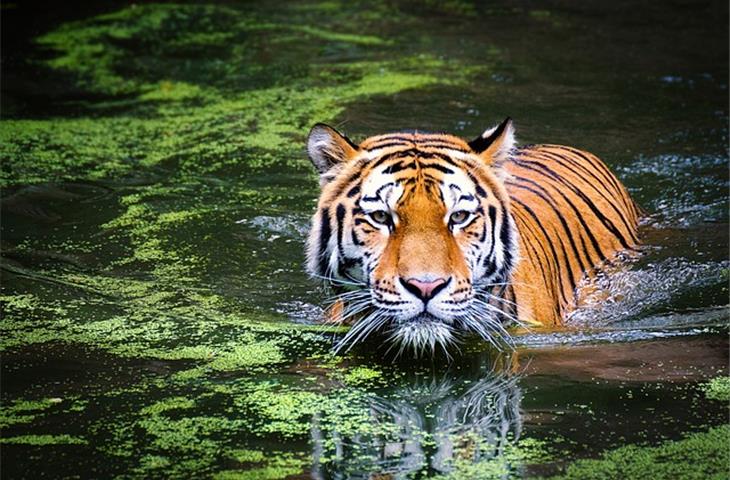 daytona eye of tiger