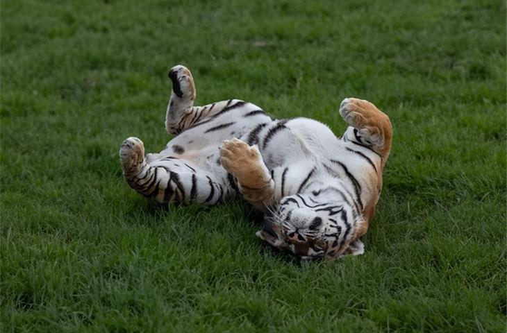 daytona eye of tiger